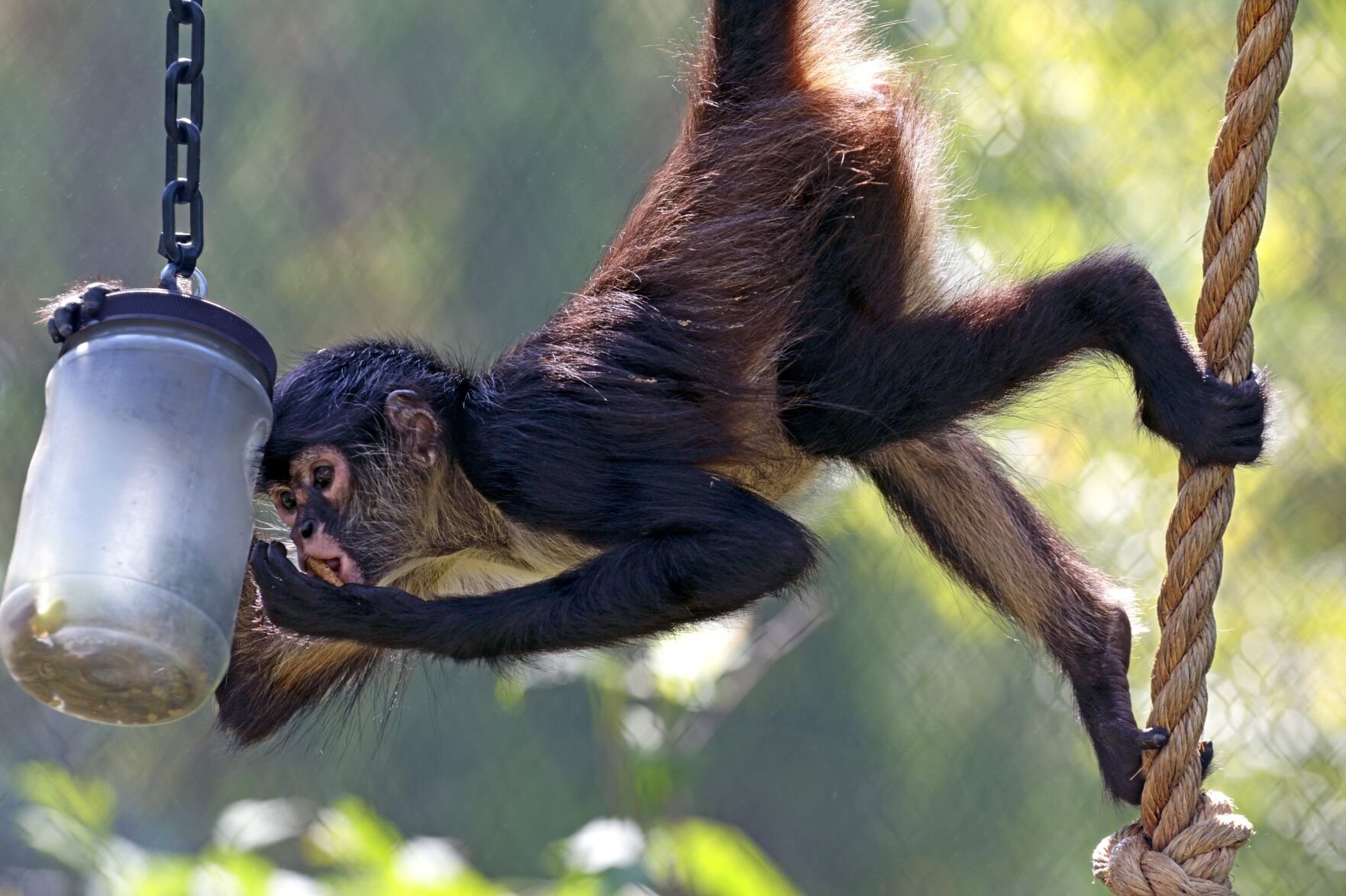 St. Louis Zoo chosen as home, for now, for confiscated spider monkeys